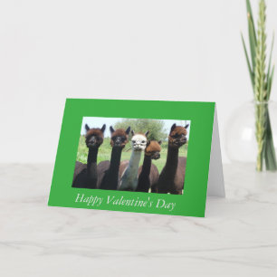 Cartão De Festividades Alpaca Valentine's Day