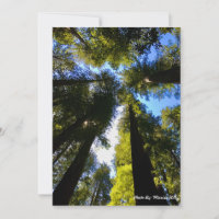 Altura em pé com as Sequoias