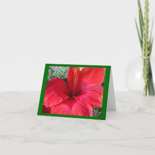 Cartão De Festividades Amaryllis Blossom