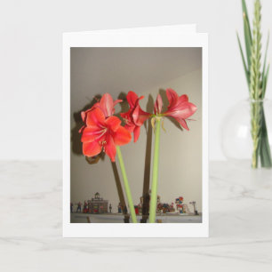 Cartão De Festividades Amaryllis Christmas