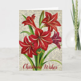 Cartão De Festividades Amaryllis, desejos de Natal.