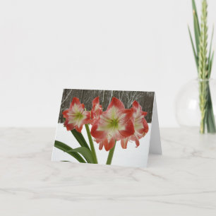 Cartão De Festividades Amaryllis no Feriado Vermelho de Neve Floral de in