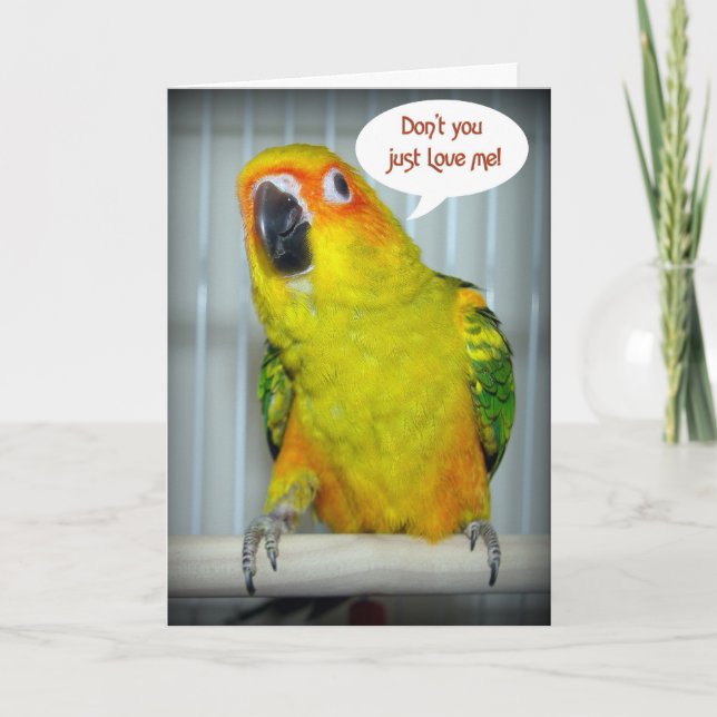 Cartão De Festividades Amor de Sun Conure (Frente)