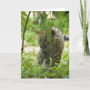 Cartão De Festividades Amur Leopard Cub