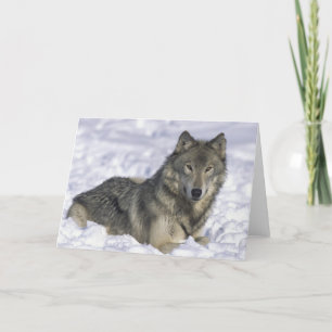 Cartão De Festividades Animais Na Neve
