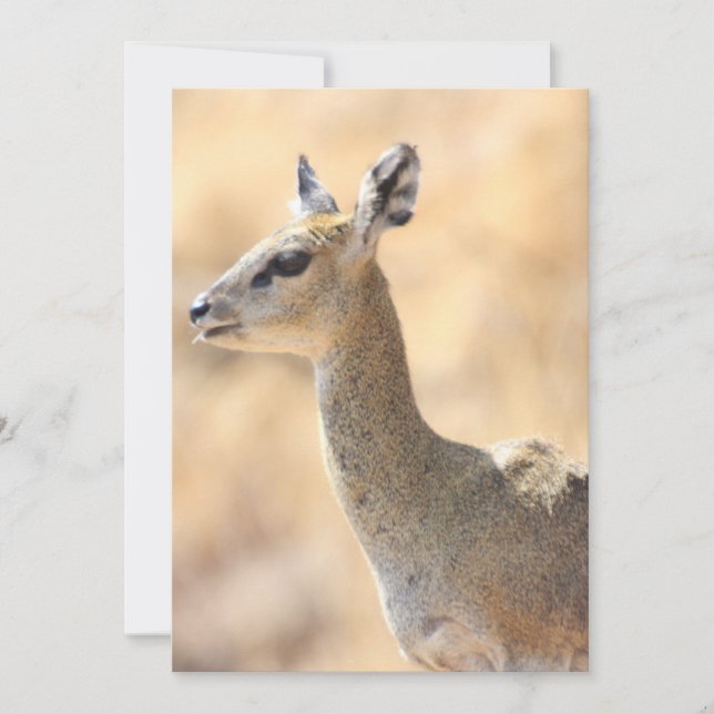 Cartão De Festividades antílope de Klipspringer (Frente)