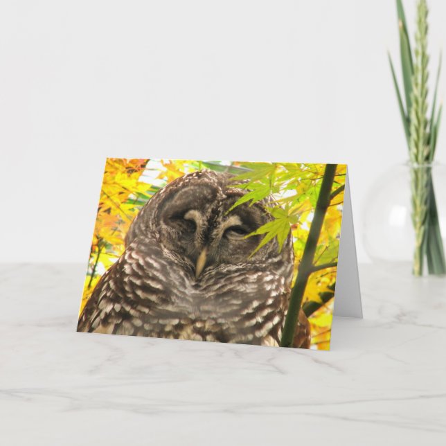 Cartão De Festividades Appy Owlidays (Frente)