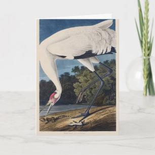 Cartão De Festividades Arte da Natureza do Grou-Trombeteiro Audubon Vinta