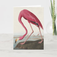 Arte de Pássaro Rosa Flamingo Americano Vintage Au