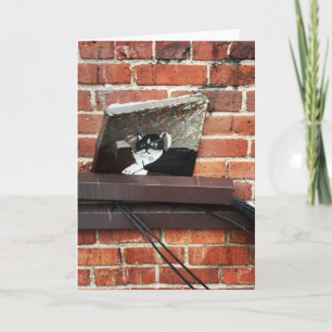 Cartão De Festividades arte do gato beco