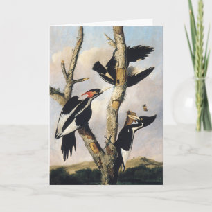 Cartão De Festividades Arte Vintage Audubon do Pica-Pau-Bico-de-Marfim