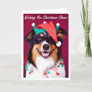 Cartão De Festividades Australian Shepherd Christmas Greeting Cards