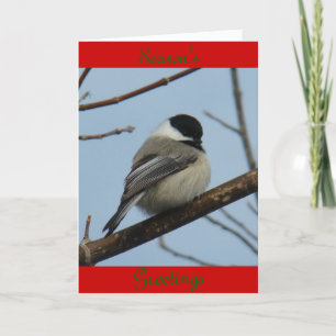 Cartão De Festividades B21 Chapim-de-cabeça-preta