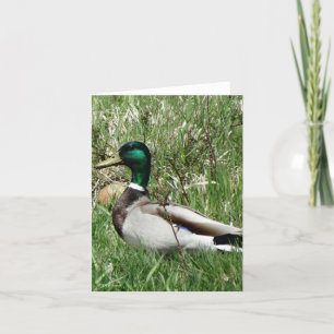 Cartão De Festividades B55 Mallard Duck Drake Greenhead in the Grass