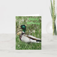 B55 Mallard Duck Drake Greenhead na grama