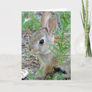 Cartão De Festividades Baby Bunny Rabbit Greeting Card