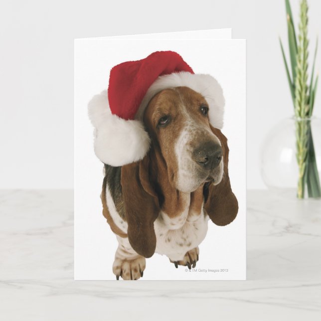 Cartão De Festividades Basset Hound no chapéu do papai noel (Frente)