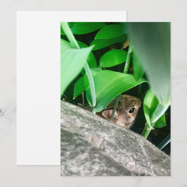 Cartão De Festividades Bebê Rabbit (Frente/Verso)