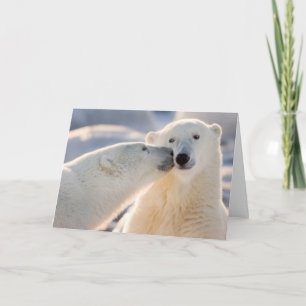 Cartão De Festividades Beijo de Urso Polar