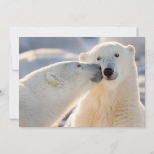 Cartão De Festividades Beijo de Urso Polar