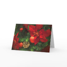 Beleza da poinsétia