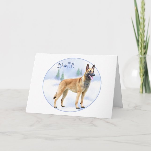 Cartão De Festividades Belga Malinois de Noel (Frente)