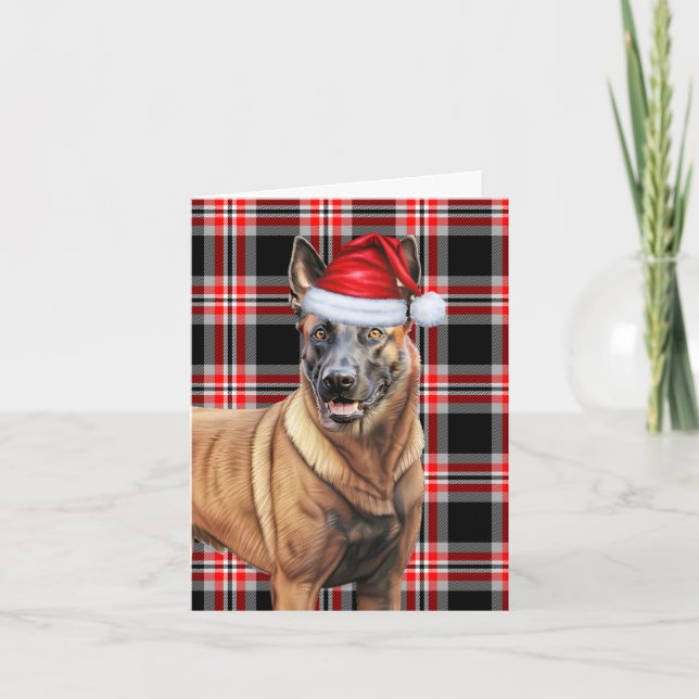 Cartão De Festividades Belga Malinois Natal Cachorro Vermelho Natal Natal (Frente)