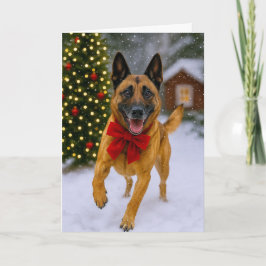 Cartão De Festividades Belgian Malinois Holiday Card