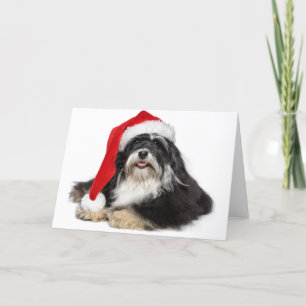 Cartão De Festividades Belo Cão De Natal Havanês Com Papai Noel