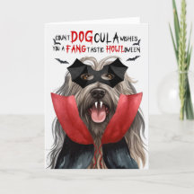 Bergamasco, Contagem Engraçada de Cachorro DOGula 