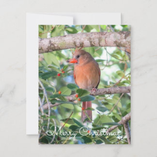 Cartão De Festividades Bernadette Christmas