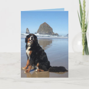 Cartão De Festividades Bernese Mountain Dog Cannon Beach