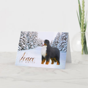 Cartão De Festividades Bernese Mountain Dog Christmas Card