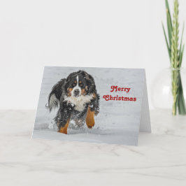 Cartão De Festividades Bernese Mountain Dog Snow Foto de Natal