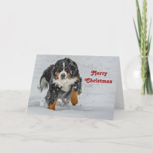 Cartão De Festividades Bernese Mountain Dog Snow Foto de Natal