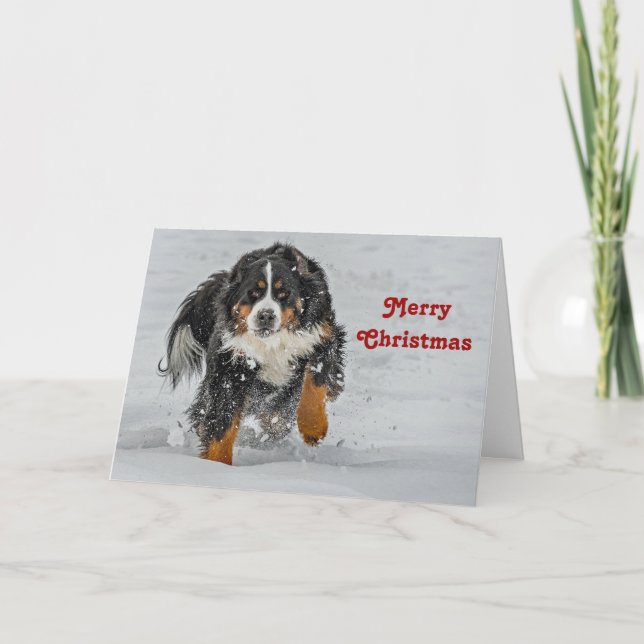 Cartão De Festividades Bernese Mountain Dog Snow Foto de Natal (Frente)