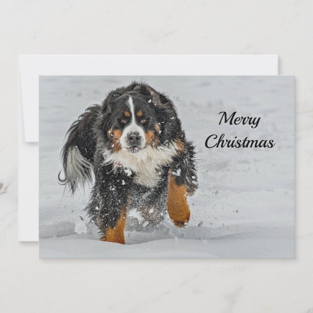 Cartão De Festividades Bernese Mountain Dog Snow Foto de Natal Flat (Frente)