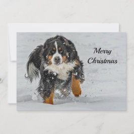 Cartão De Festividades Bernese Mountain Dog Snow Foto de Natal Flat