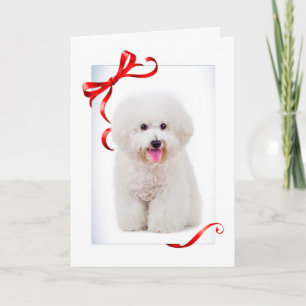 Cartão De Festividades Bichon Christmas Card