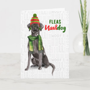 Cartão De Festividades Black Labrador Funny Fleas Navidog Holanda de Nata