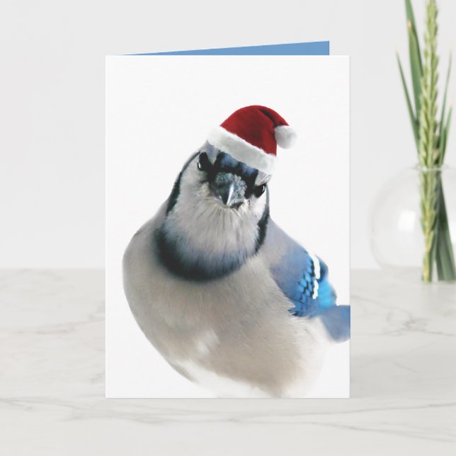 Cartão De Festividades Blue Jay Natal (Frente)