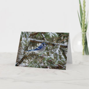 Cartão De Festividades Blue Jay Wishes