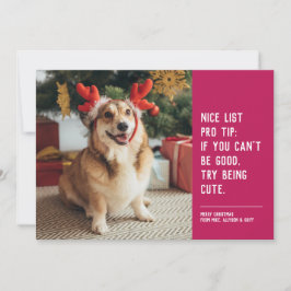 Cartão De Festividades Boa lista de fotos engraçadas de Natal de animais 