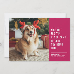 Cartão De Festividades Boa lista de fotos engraçadas de Natal de animais 