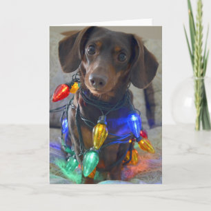 Cartão De Festividades Bobo Dachshund enredado em Luzes de Natal
