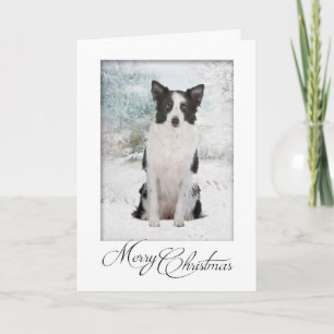 Cartão De Festividades Border Collie Christmas Card