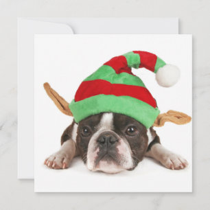 Cartão De Festividades Boston Terrier com chapéu de Natal