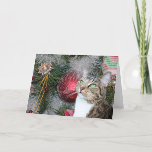 Cartão De Festividades Brown tabby with white Christmas