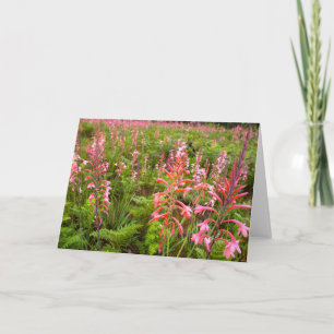 Cartão De Festividades Bugle Lily (Watsonia) Flower, Eastern Cape
