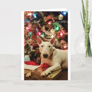 Cartão De Festividades bull terrier christmas present tree